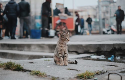 Češće čovek zarazi životinju, nego životinja čoveka