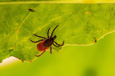 Sutra u Beogradu akcija suzbijanja krpelja, evo na kojim tačno lokacijama