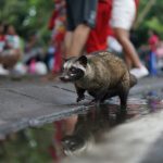 Rakun koji se obeznanio od alkohola nakon provale u podrum pića od ranije poznat nadležnima (FOTO)