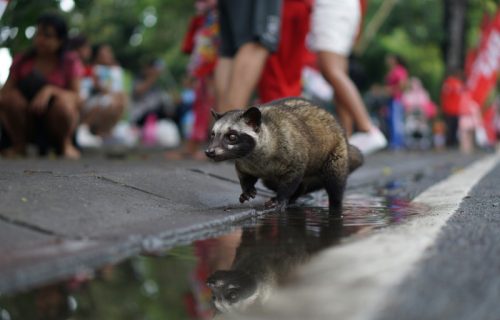 Rakun koji se obeznanio od alkohola nakon provale u podrum pića od ranije poznat nadležnima (FOTO)