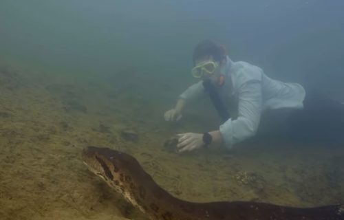 Istraživač otkrio novu vrstu džinovske anakonde, pa je pronašao ubijenu (VIDEO)