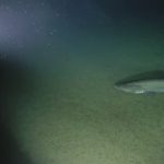 Na dnu mora snimljeno retko stvorenje o kojem se malo toga zna (VIDEO)