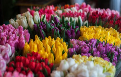 Ovo će biti cvetni spektakl: "Bašta u srcu grada" na Beogradskom sajmu od 4. do 7. aprila, evo šta očekuje posetioce (VIDEO)