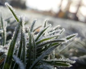 Na 1. maj izmereno -4 stepena: Upaljen žuti meteoalarm, u ovim delovima Srbije je jutros bilo smrzavanje