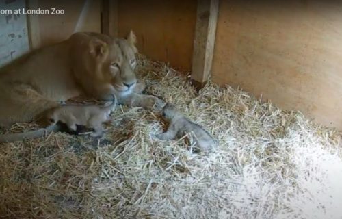 Nove bebe azijskog lava u ZOO vrtu: Izuzetno važna vest, s obzirom na ugroženost ove vrste