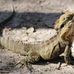 Šverc iguana je ilegalan, a ova zemlja je postala svetski centar za nedozvoljeni biznis