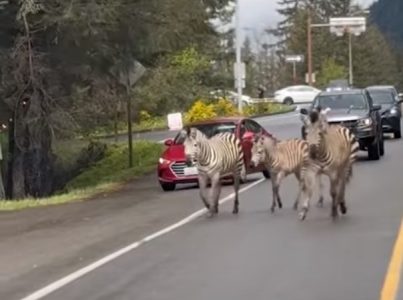 Četiri zebre napravile pometnju na auto-putu, zaustavljen saobraćaj, uključena i policija (VIDEO)
