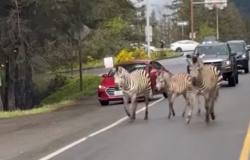 Četiri zebre napravile pometnju na auto-putu, zaustavljen saobraćaj, uključena i policija (VIDEO)