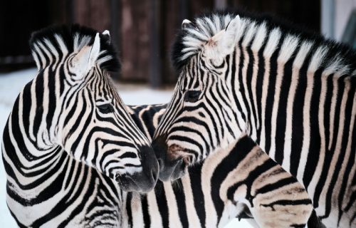 Odbegle zebre, na ulicama Vašingtona: Potera kao na filmu