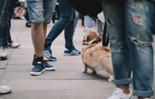 Psi umeju da prepoznaju ko je dobronameran, evo kako reaguju