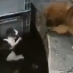 Nesvakidašnja scena: Pas rizikovao život da bi spasao mačku! (VIDEO)