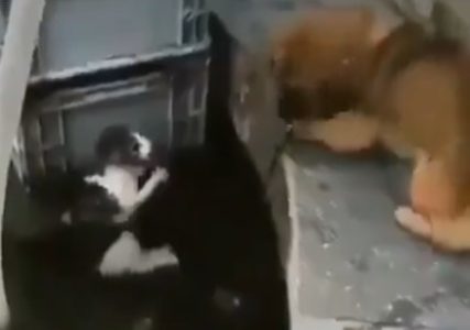 Nesvakidašnja scena: Pas rizikovao život da bi spasao mačku! (VIDEO)