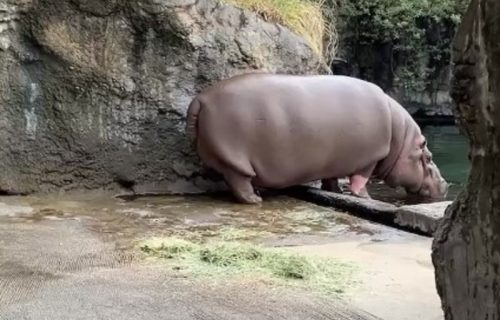 Sedam godina se nilski konj u zoo vrtu nije ponašao kao mužjak, a onda je usledilo šok saznanje