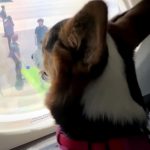 Karta važi i za psa i za čoveka, a košta papreno: Nova aviokompanija menja pravila za ljubimce (VIDEO)