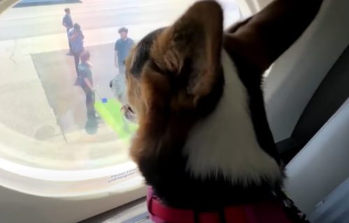 Karta važi i za psa i za čoveka, a košta papreno: Nova aviokompanija menja pravila za ljubimce (VIDEO)