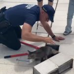 Bravo za komunalne policajce! Dirljiv video stiže iz Tivta, spasili mačku iz kanalizacije (VIDEO)