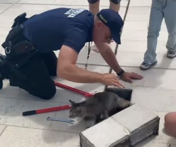 Bravo za komunalne policajce! Dirljiv video stiže iz Tivta, spasili mačku iz kanalizacije (VIDEO)