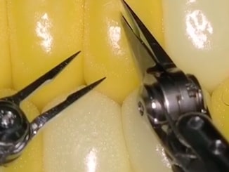 ikrohirurški zahvat na klipu kukuruza: Vraćeno zrno po zrno, uz pomoć robota