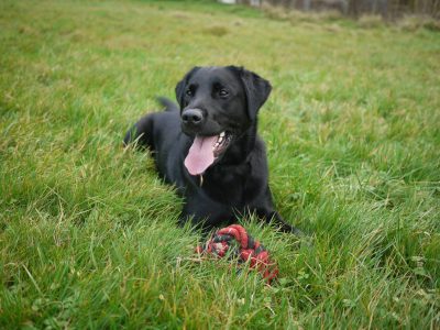 Basterova neočekivana transformacija: Zbog vitiliga, sasvim crni pas je postao beo