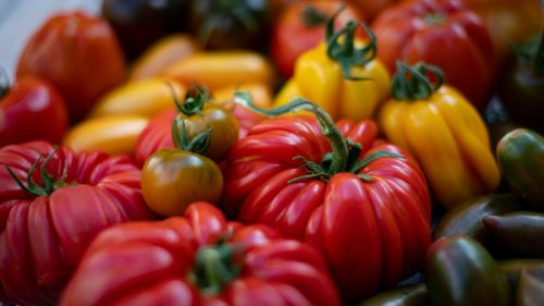 Da li ste probali paradajz “harmonikaš”? Prepoznaćete ga po izraženim naborima