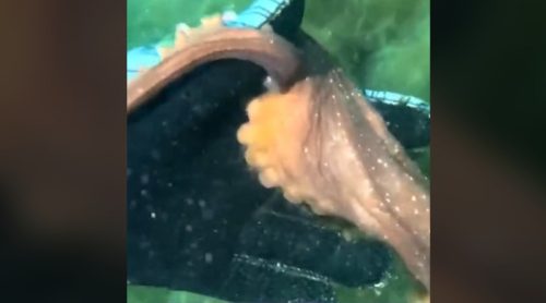 Nestvaran doživljaj: Hobotnica odvela ronioca na dno okeana da mu pokaže tajanstveni predmet
