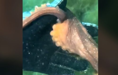 Nestvaran doživljaj: Hobotnica odvela ronioca na dno okeana da mu pokaže tajanstveni predmet