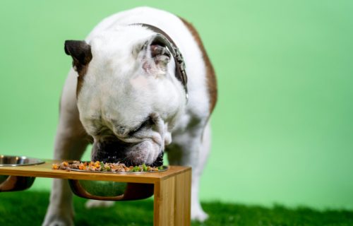 Da li vaš pas treba da pređe na VEGANSKU ISHRANU?