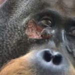 Naučnici u čudu: Orangutan zalečio ranu melemom koji je napravio od biljaka (VIDEO)