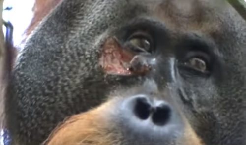 Naučnici ostali u čudu: Orangutan zalečio ranu melemom koji je napravio od biljaka (VIDEO)