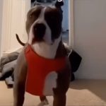 Gazde izvode trik nestajanja pred psom, njihova zbunjenost će vam otopiti srca (VIDEO)