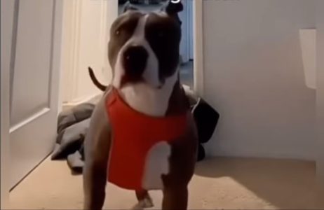 Gazde izvode trik nestajanja pred psom, njihova zbunjenost će vam otopiti srca (VIDEO)
