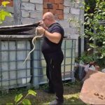 Od ovog snimka svakog prosečnog čoveka podilazi jeza: Vladica golim rukama uhvatio zmiju u komšijskom dvorištu (VIDEO)