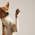 "Nemojte uzimati psa prema boji nameštaja i očiju": Festival "Ulični psi" od petka na Kalemegdanu