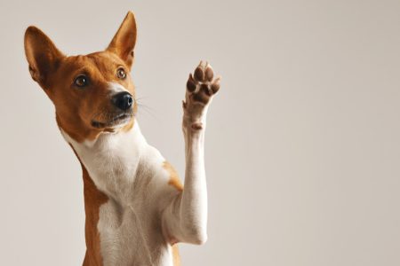 “Nemojte uzimati psa prema boji nameštaja i očiju”: Festival “Ulični psi” od petka na Kalemegdanu