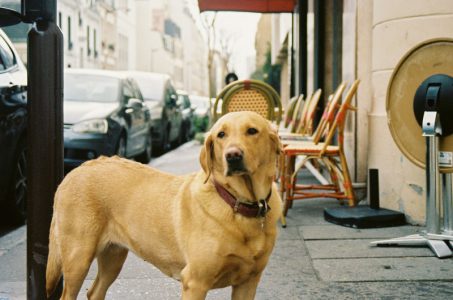Ako planirate putovanje sa psom, u ovim evropskim gradovima će oni biti posebno dobrodošli