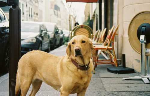 Ako planirate putovanje sa psom, u ovim evropskim gradovima će oni biti posebno dobrodošli