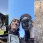 Ovo je najpoznatiji NOJ na svetu: Famozni Emu sa farme na TIKTOKU ima milionske preglede (VIDEO)