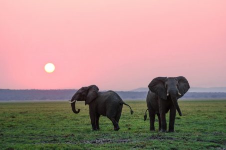 Slonovi oslovljavaju jedni druge po imenu: Reaguju na pozive upućene njima, ignorišu one upućene drugima