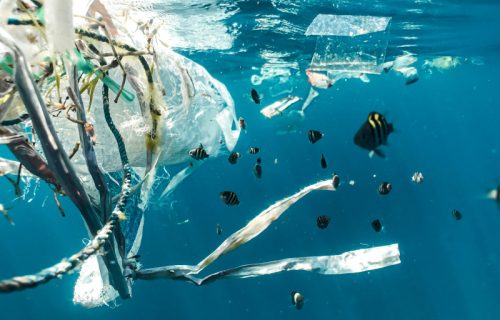 Revolucionarno otkriće: Umesto plastičnih proizvoda od nafte, organske materije iz morskih algi