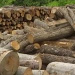Država subvencioniše ogrev za zimu: Metar drva za 2.900 dinara, a evo ko dobija besplatno