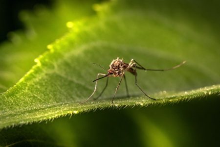 Ako ne bude padala kiša: Gradska čistoća večeras prska protiv komaraca