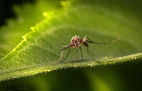 Danas suzbijanje komaraca, upućen apel građanima