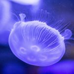 Opekla vas je meduza? Evo šta treba odmah da uradite
