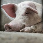 Sastanak na najvišem državnom nivou zbog afričke kuge svinja
