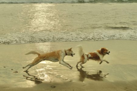 Specijalna plaža za pse: Kupaju se u moru, piju specijalno pivo i leškare pod suncobranima
