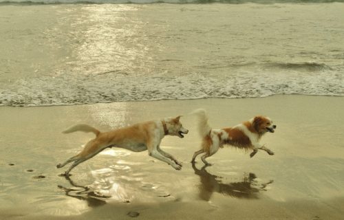 Specijalna plaža za pse: Kupaju se u moru, piju specijalno pivo i leškare pod suncobranima