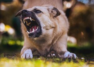 Pas napao muškarca u veterinarskoj ordinaciji na Bežanijskoj kosi: Hitno prevezen u Urgentni centar