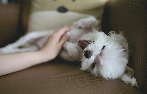 Dolče i Gabana lansirali luksuzni parfem za pse "Fefe"