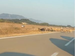 Pijan kolima masakrirao 20 ovaca: Bizarna nesreća kod Jagodnjaka