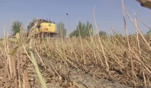 Uvedene nove olakšicec za poljoprivrednike, evo na koju proizvođače se odnose